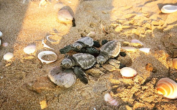 One day I will check this off my bucket list!