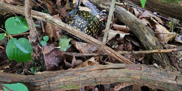 Turtle with patterned shell on forest floor among leaves and twigs.