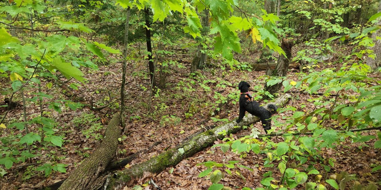 Black dog standing on a log in a forest.