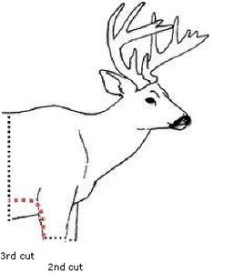 !st cut around ribcage