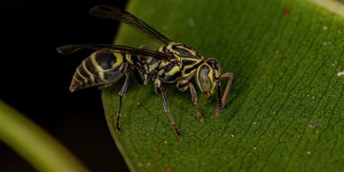 Wasp sitting on leave