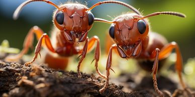 Ants
