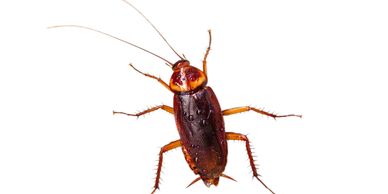 American Cockroach
