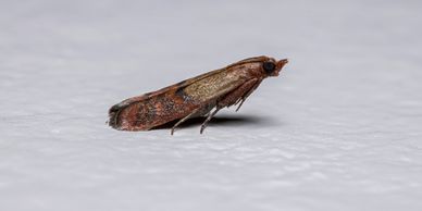 Indian Meal Moth at rest