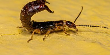 Earwig with hind section raised