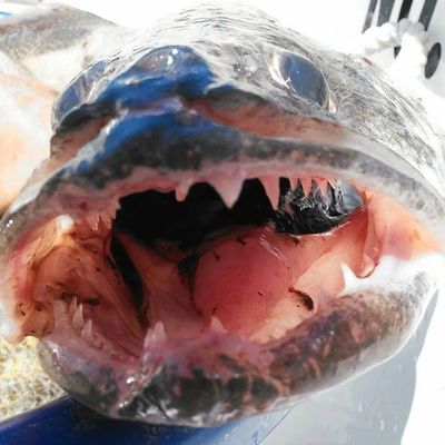 lake erie walleye fishing