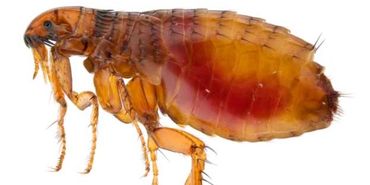 Flea Control