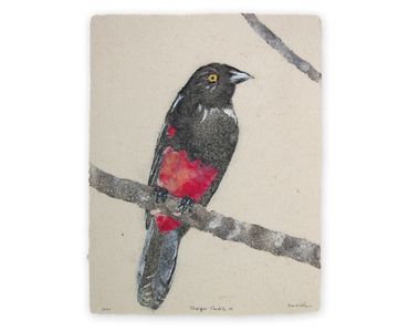 Don Widmer, Cacique candela, red-bellied grackle, Cuchavira, pulp painting of bird, handmade paper