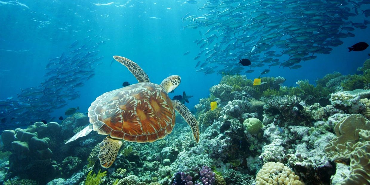 A sea turtle swimming over a vibrant coral reef with a school of fish in the background.