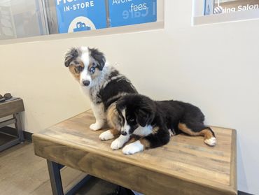 Lucy & Moose
mini australian shepherds
puppies
stud