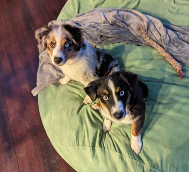 Lucy & Moose
mini australian shepherds
puppies
stud