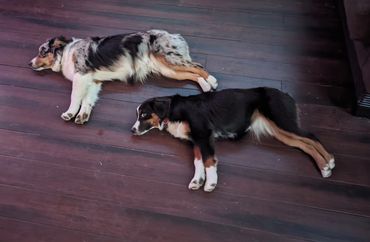 Lucy & Moose
mini australian shepherds
puppies
stud