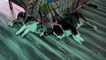 Lucy & Moose
mini australian shepherds
puppies
stud