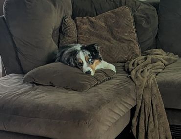 Lucy & Moose
mini australian shepherds
puppies
stud