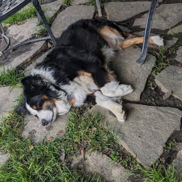 Lucy & Moose
mini australian shepherds
puppies
stud