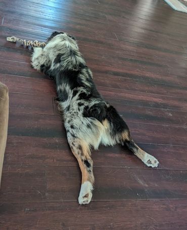 Lucy & Moose
mini australian shepherds
puppies
stud
blue merle