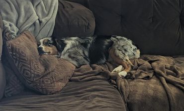 Lucy & Moose
mini australian shepherds
puppies
stud