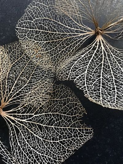 Delicate dried leaves showing intricate vein patterns.