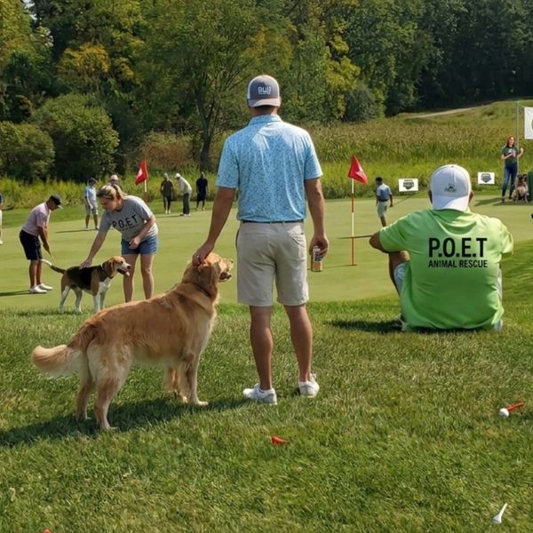 People and dogs participate in a golf event on a sunny day.