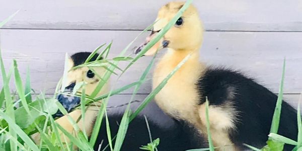 Duck pond, Ancona Duck, Forging, Cheesy, Quackers, Cute duck names