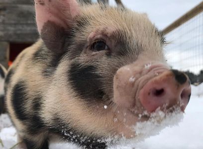 Juliana Pig, Baby Pigs, Mini Pig, Adorable pets, Cute piggy, homestead