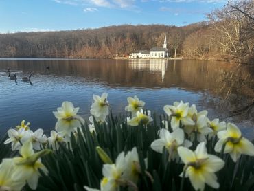 Daffodils by a lake with a church and geese in the background.