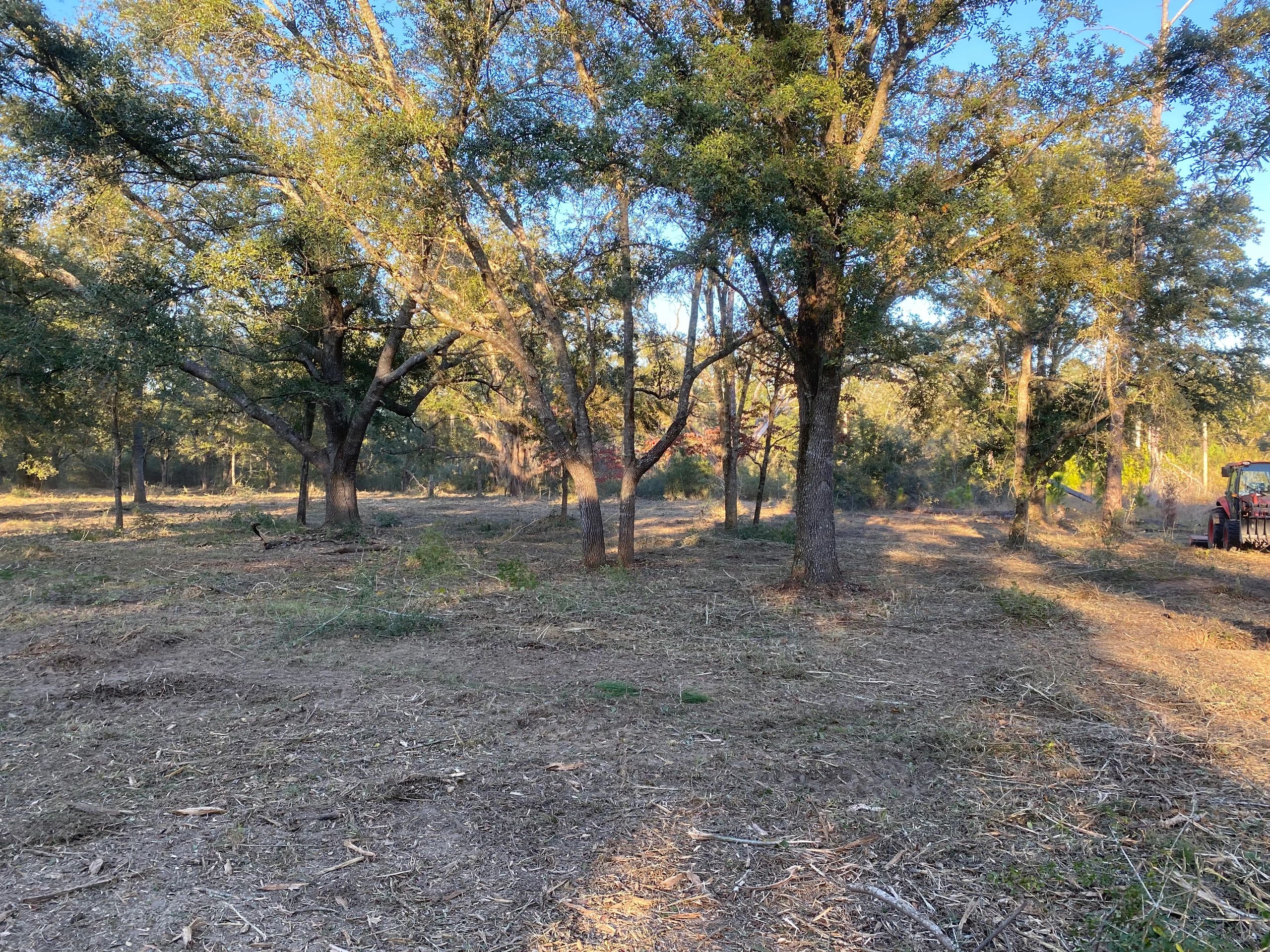 clearing  land with a forestry mulcher