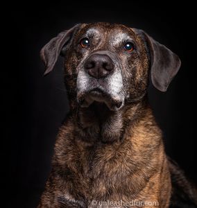 Boise pet photography sessions include in studio and outdoor locations