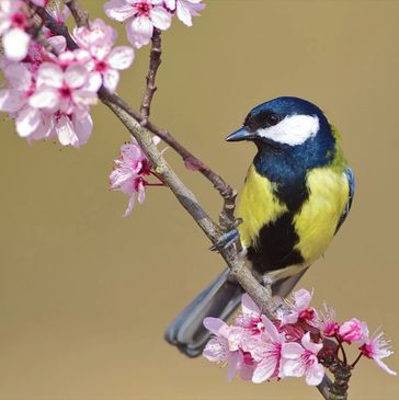 Wildlife in puglia. Wild at Heart gardn design.