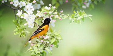 Nature bird in blossom tree