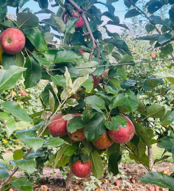 Justus Orchard, Hendersonville NC