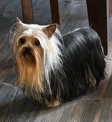 Our little Sookie was just sold in August 2024 to a wonderful family looking for a pad-trained, comm