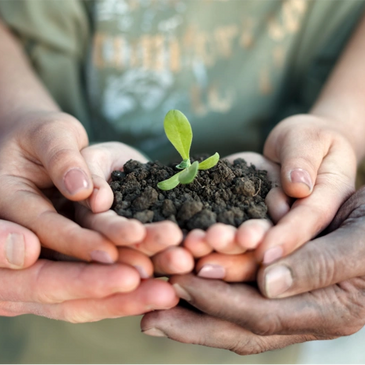 Hands nurturing plant