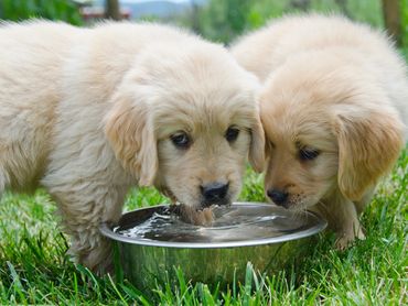 Pets drinking water