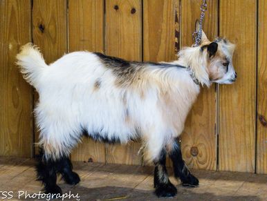 Fluffy white and brown baby goat standing against a wooden wall.
