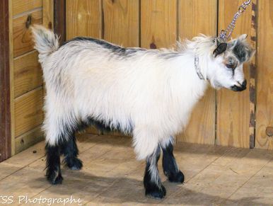 A small white and black goat standing inside a wooden pen.