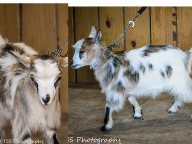 A long-haired goat standing in a wooden pen.