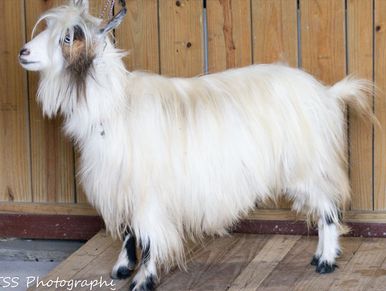 A long-haired goat standing on rocky terrain near bushes.