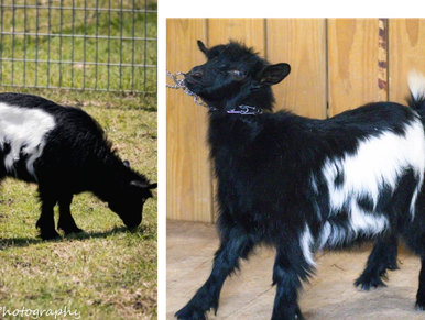 A long-haired goat standing on rocky ground outdoors.