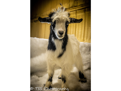 A long-haired goat standing on rocky terrain near bushes.