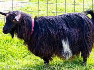 A long-haired goat standing on rocky ground outdoors.