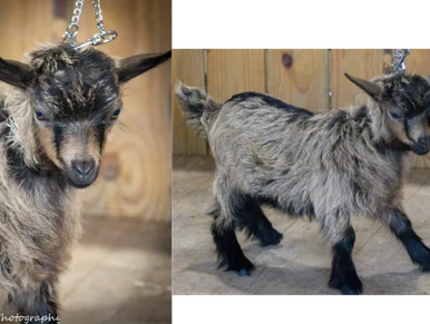 A long-haired goat standing on rocky ground outdoors.