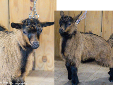 A black and brown goat standing on green grass.