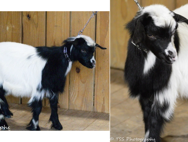 A long-haired goat standing on rocky ground outdoors.
