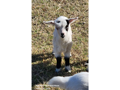 A long-haired goat standing on rocky terrain near bushes.