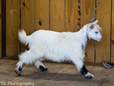 A long-haired goat standing on rocky terrain near bushes.