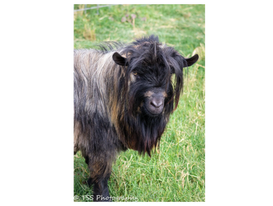 A black and brown goat standing on green grass.