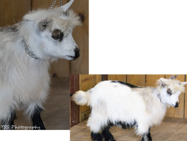 A long-haired goat standing in a wooden pen.