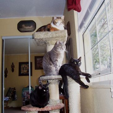 a calico, gray tabby and 2 black cats sitting on a cat tree in front of a window with a mirror on the side