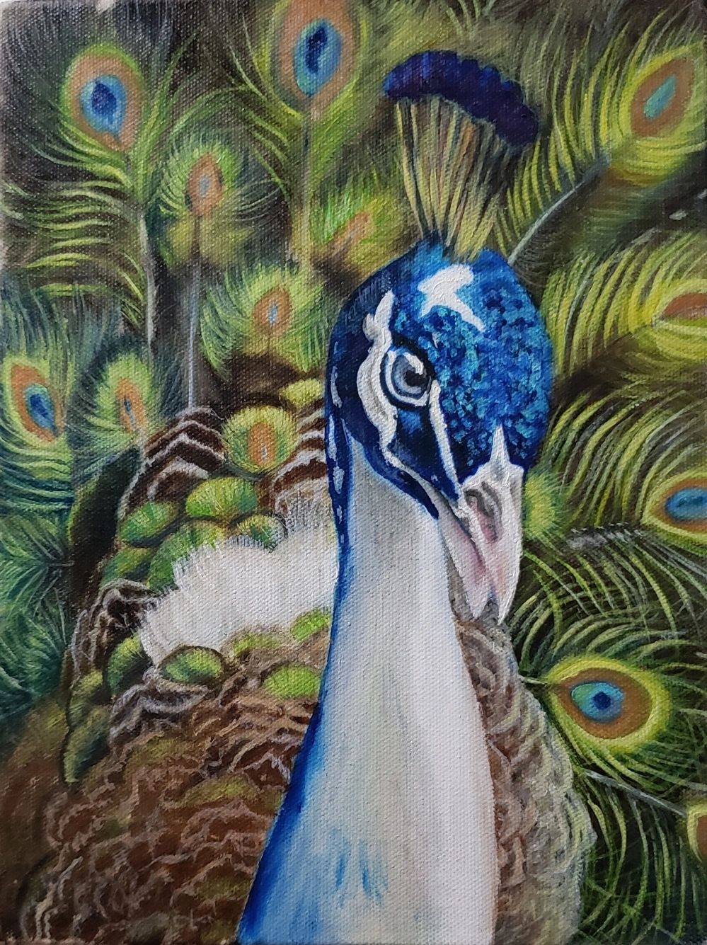Fred my Peacock. 9"x12" oil on canvas.

SOLD 